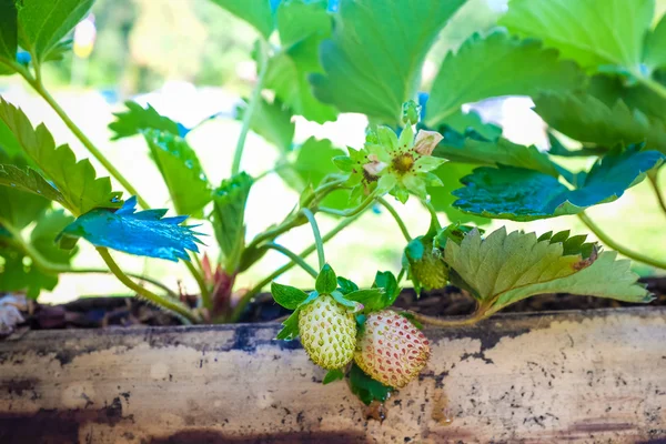 Strawberry fruits on the branch at the morning light — Stock Photo, Image