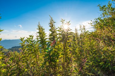 Doğal peyzaj dağlar ile alt yaz aylarında Alp