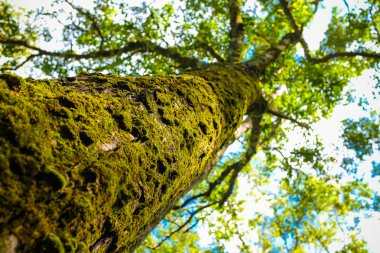 Büyülü taze yeşil orman büyük ağaç