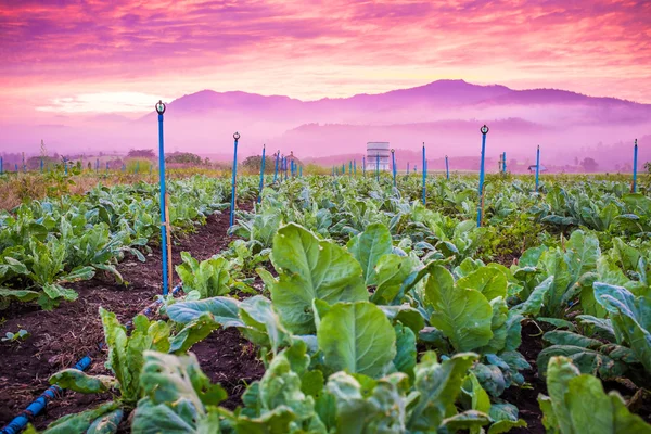 Alba sullo sfondo con campo di tabacco — Foto Stock