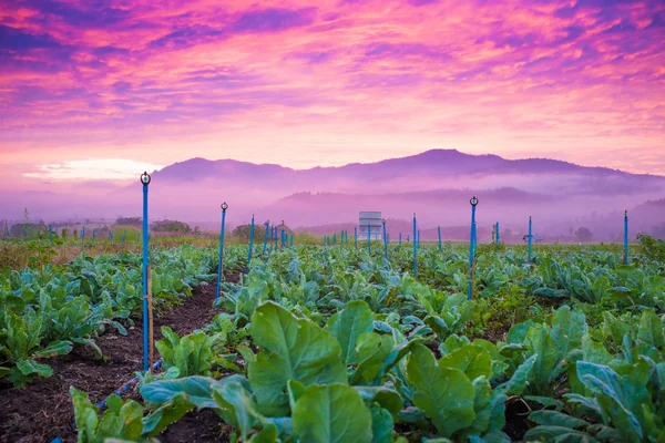 Sunrise in background with tobacco field — Stock Photo, Image