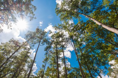 Puslu çam ormanı Dağı'nda
