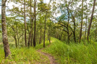 Puslu çam ormanı Dağı'nda