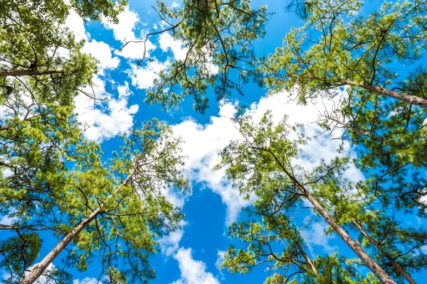 Misty pine forest on mountain — Stock Photo, Image