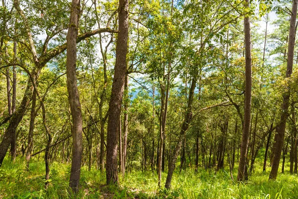 Pinheiro na floresta de montanha sub-alpina — Fotografia de Stock