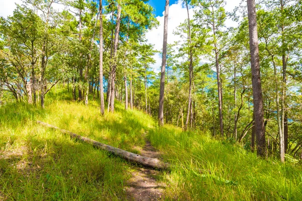 Nebliger Kiefernwald auf dem Berg — Stockfoto