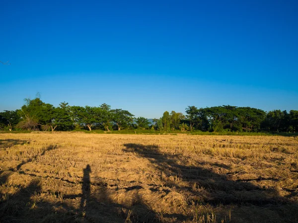 Красивые рисовые поля с горным фоном — стоковое фото
