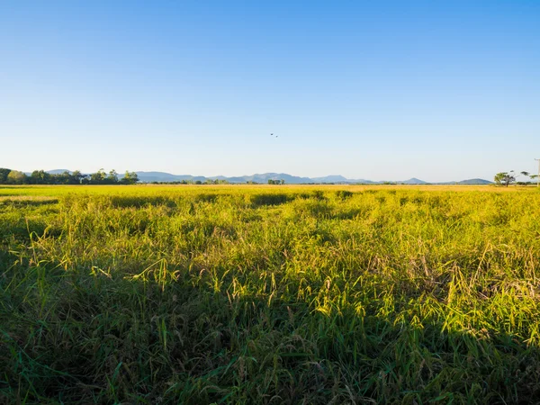 Green Terraced Rice Field — Stock Photo, Image