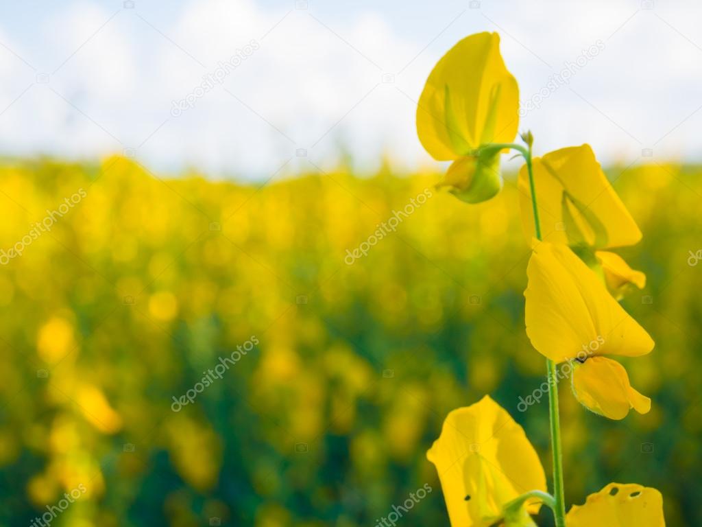 Rapeseed field with yellow flowers