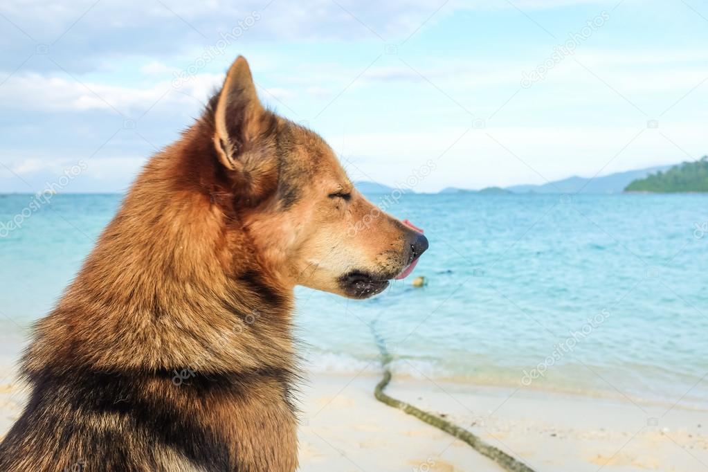 Alone dog on beach sand looking out to sea