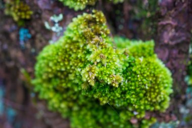 Ecek ağaç ve küçük çiçek