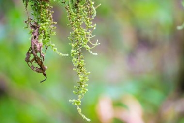 Ormandaki bir ağaçta yosun. 