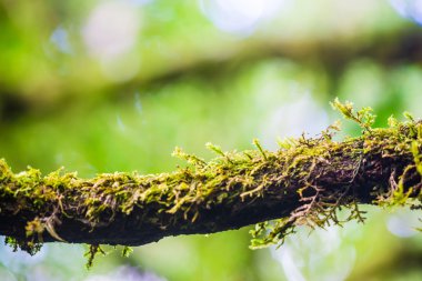 Moss üzerinde ağaç arka plan üzerinde yaprak 