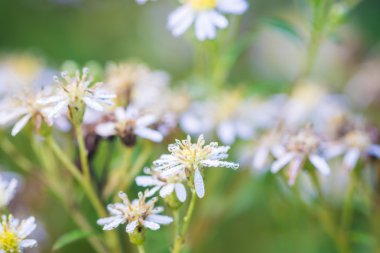 Yeşil yaprakları ve beyaz çiçek çiçek