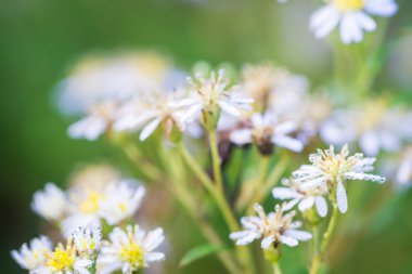 Yüksek yarı alp Dağı'nda beyaz çiçekler 