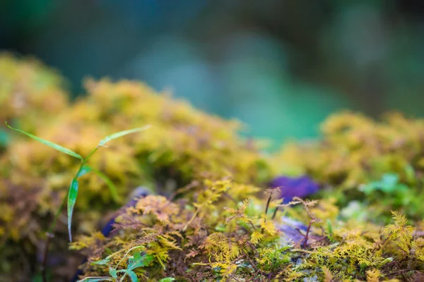 Hoja sobre musgo sobre fondo de árbol — Foto de Stock