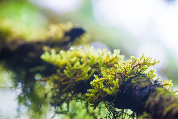 Folha sobre Moss no fundo da árvore — Fotografia de Stock