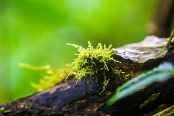 Moss na stromě v lese — Stock fotografie