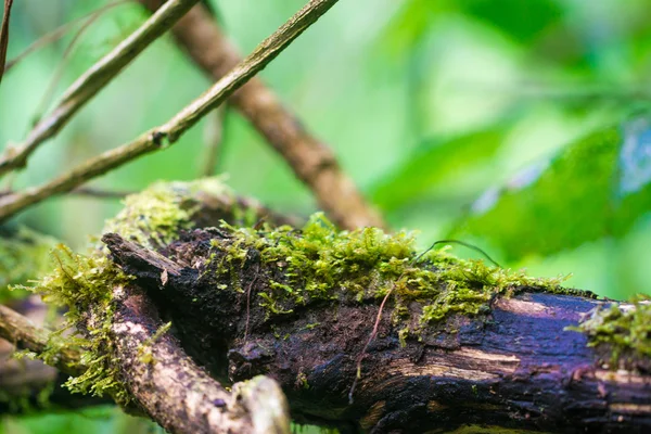 Moss en un árbol en el bosque — Foto de Stock