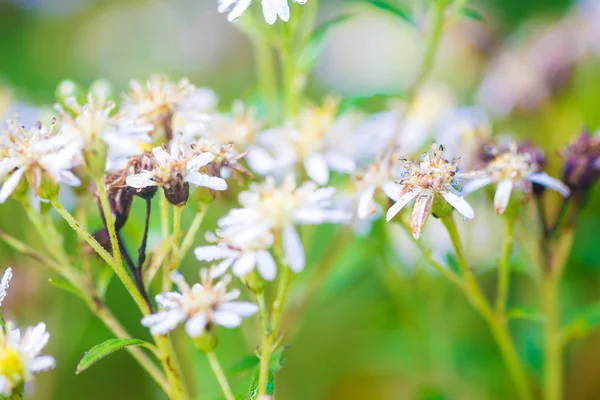 緑の葉と白い花の花 — ストック写真