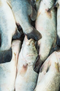 Taze deniz balık ekranda
