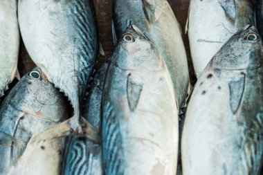 Sabah markette taze balık 