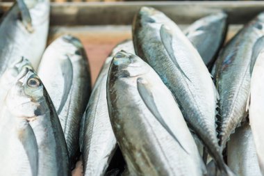 Sabah markette taze balık 