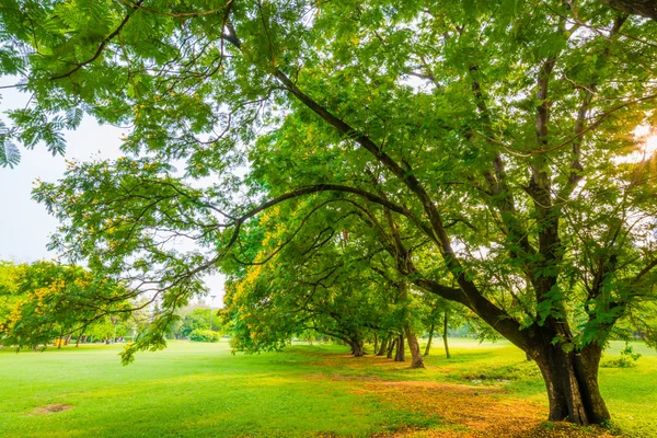 Městský park s zelené louky — Stock fotografie