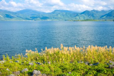 Kılçık reed çiçek.