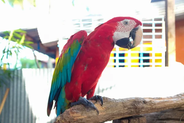 Guacamayo escarlata en rama de madera —  Fotos de Stock