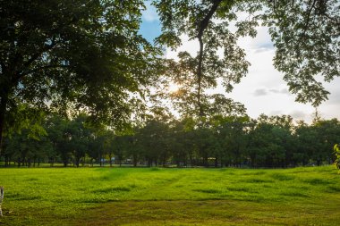 büyük kent park alanında yeşil çimen