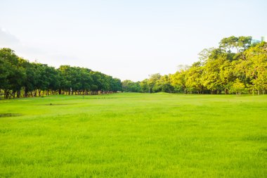 Central Park taze doğa 