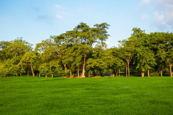 Central Park Fresh Nature Bangkok Thailand — Stock Photo, Image