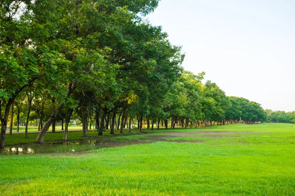 Central Park Färska Natur Till Bangkok Thailand — Stockfoto