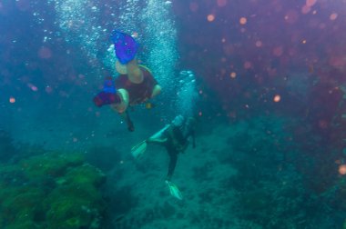 Dalgıç mavi su tüplü dalış köpekbalığı adası Koh tao, Pasifik deniz resif okyanus