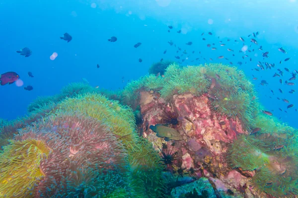 Коралловый риф, покрытый твердыми кораллами — стоковое фото