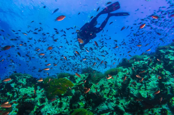 Plongée sous-marine sur récif corallien en mer — Photo