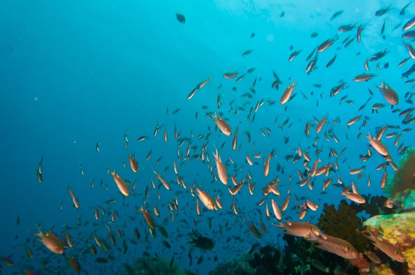 Sert mercanlar mercan kaplı — Stok fotoğraf