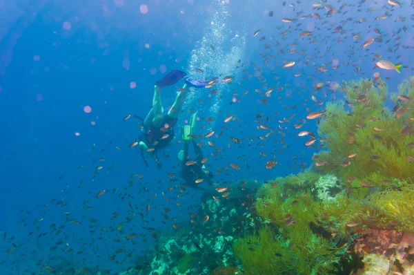 Buceo en arrecife de coral en el mar — Foto de Stock