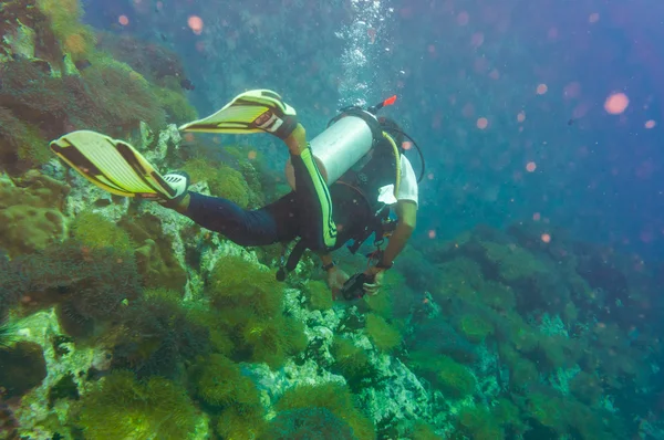 Plongée sous-marine sur récif corallien en mer — Photo