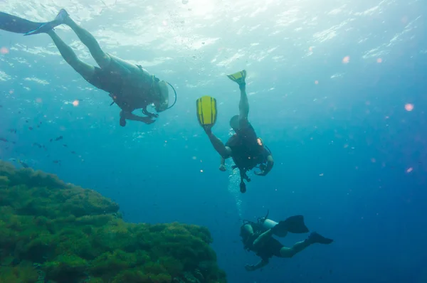 Buceo en arrecife de coral en el mar — Foto de Stock