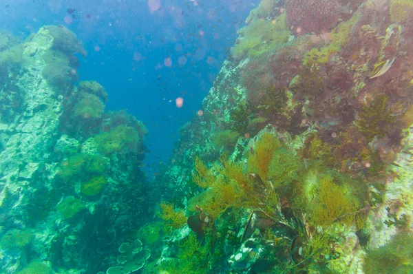 Коралловый риф, покрытый твердыми кораллами — стоковое фото