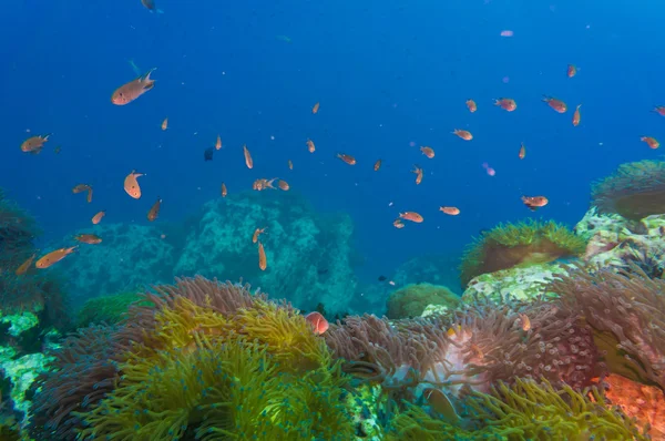 Barriera corallina ricoperta di coralli duri Immagini Stock Royalty Free