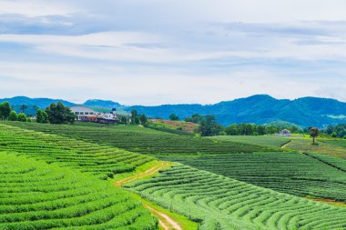 Yeşil çay alanları mavi gökyüzü Teras
