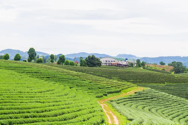 Tea fields on mountain, Tea plantation valley