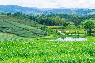 Dağ, çay plantasyon Vadisi çay alanların