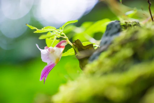 Fiore di pappagallo situato sulla montagna calcarea di Chiangdao — Foto Stock