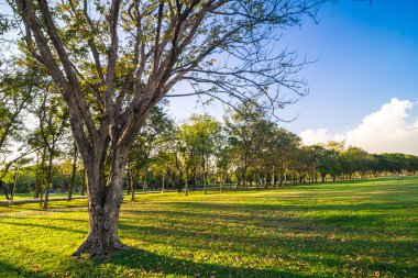 Mavi gökyüzü güneş ışığı ile büyük yaşlı ağaç altında Şehir Parkı