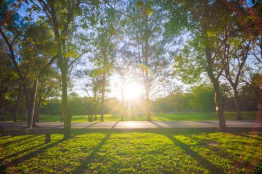 Mavi gökyüzü güneş ışığı ile büyük yaşlı ağaç altında Şehir Parkı