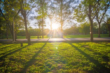 Mavi gökyüzü, yeşil ağaçlar Park ile Bahçe arka plan.